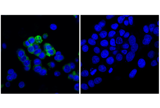 Immunofluorescence Image 1: CD133 (D2V8Q) Rabbit Monoclonal Antibody (BSA and Azide Free)