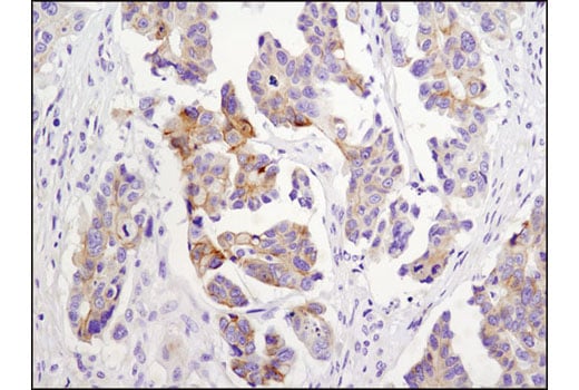 Immunohistochemistry Image 2: N-Cadherin (D4R1H) Rabbit Monoclonal Antibody