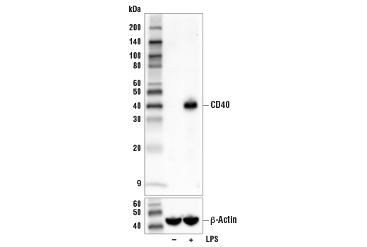 Western Blotting Image 1: CD40 (E2Z7J) Rabbit mAb (BSA and Azide Free)