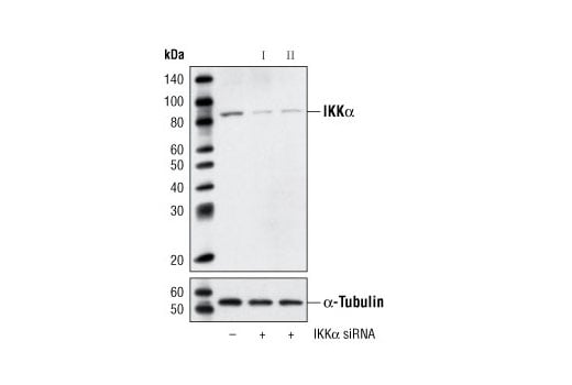 undefined Image 1: SignalSilence<sup>®</sup> IKKα siRNA I