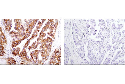 Immunohistochemistry Image 3: CD9 (D3H4P) Rabbit Monoclonal Antibody (BSA and Azide Free)