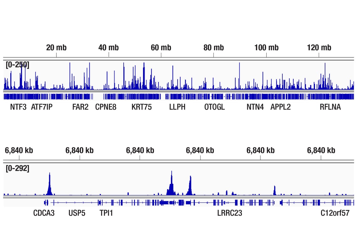 CUT & Tag Image 2: FoxP1 (D35D10) Rabbit Monoclonal Antibody