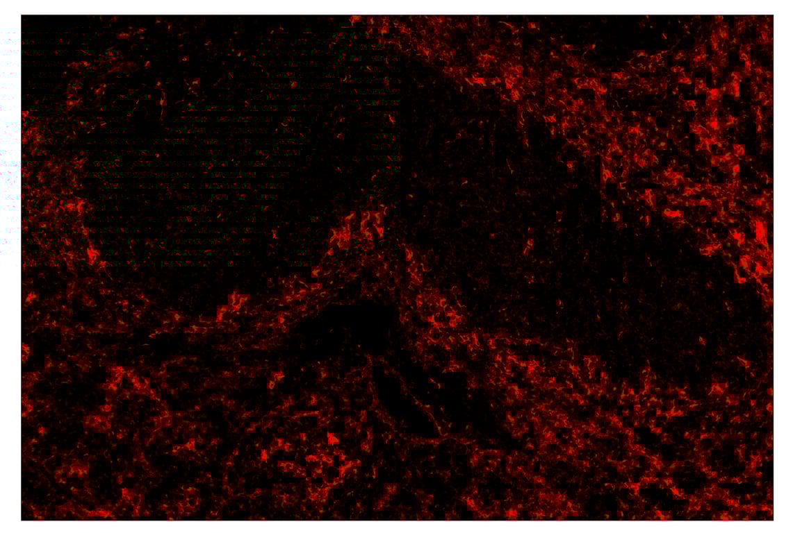 Immunohistochemistry Image 4: CD36 (E8B7S) & CO-0089-750 SignalStar<sup>™</sup> Oligo-Antibody Pair