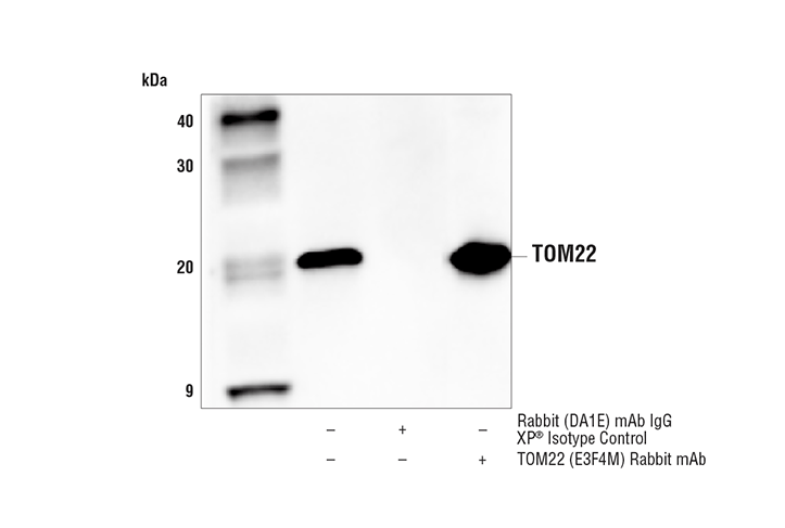 Immunoprecipitation Image 1: TOM22 (E3F4M) Rabbit Monoclonal Antibody