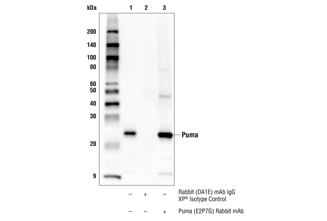 Immunoprecipitation Image 1: Puma (E2P7G) Rabbit Monoclonal Antibody