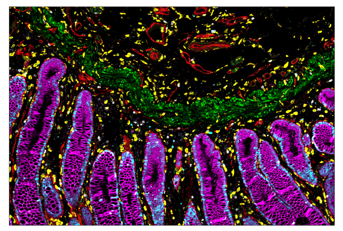 Immunohistochemistry Image 7: Na,K-ATPase alpha1 (D4Y7E) & CO-0079-647 SignalStar<sup>™</sup> Oligo-Antibody Pair