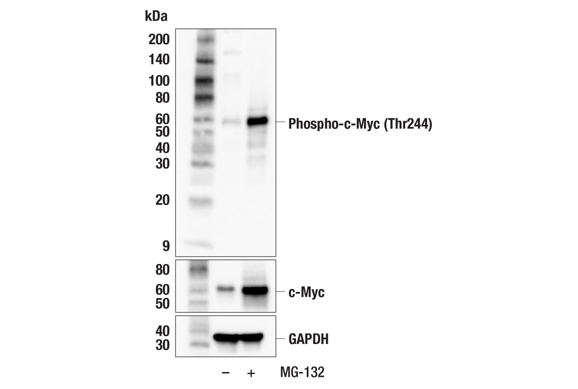 Western Blotting Image 2: Phospho-c-Myc (Thr244) (F3G5K) Rabbit Monoclonal Antibody