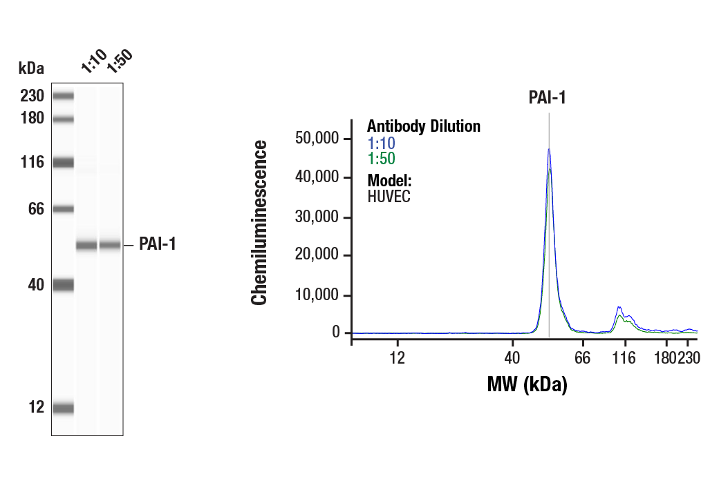 Western Blotting Image 1: PAI-1 (E3I5H) Rabbit Monoclonal Antibody
