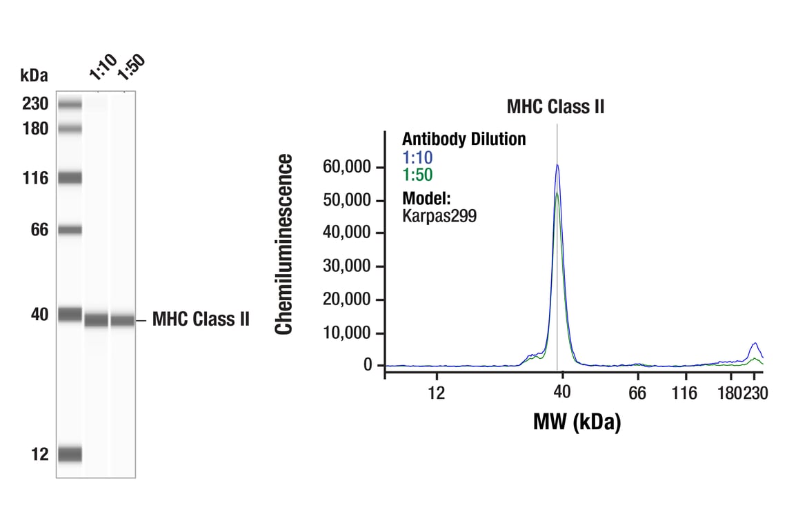 undefined Image 53: Late-Onset Alzheimer's Disease Risk Gene Antibody Sampler Kit