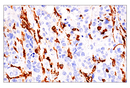 Immunohistochemistry Image 1: LAIR-1 (E7X6I) Rabbit Monoclonal Antibody