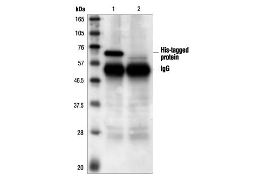 Immunoprecipitation Image 1: His-Tag Antibody