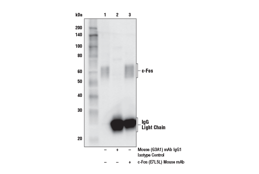 Immunoprecipitation Image 1: c-Fos (E7L5L) Mouse Monoclonal Antibody