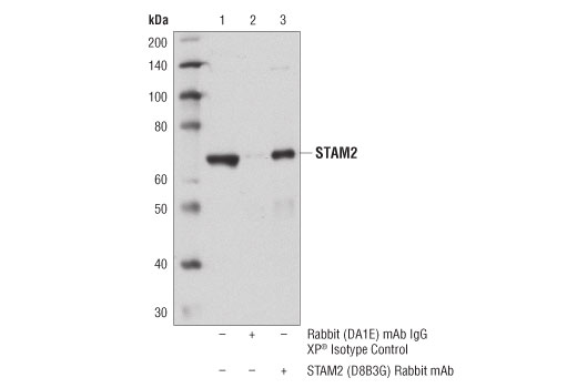 Immunoprecipitation Image 1: STAM2 (D8B3G) Rabbit Monoclonal Antibody