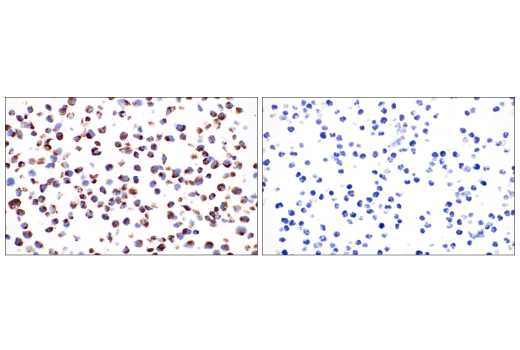 Immunohistochemistry Image 11: TSPO (D1N7Z) Rabbit Monoclonal Antibody