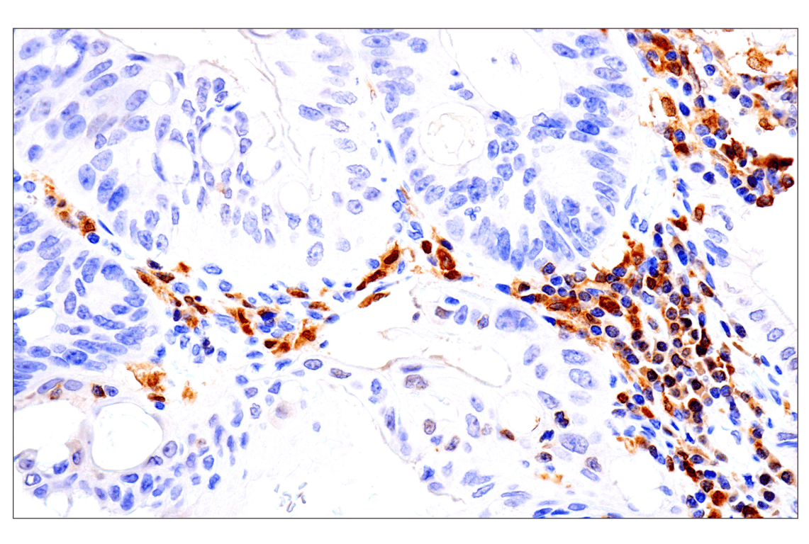 Immunohistochemistry Image 3: IRF-5 (E7F9W) Rabbit Monoclonal Antibody (BSA and Azide Free)