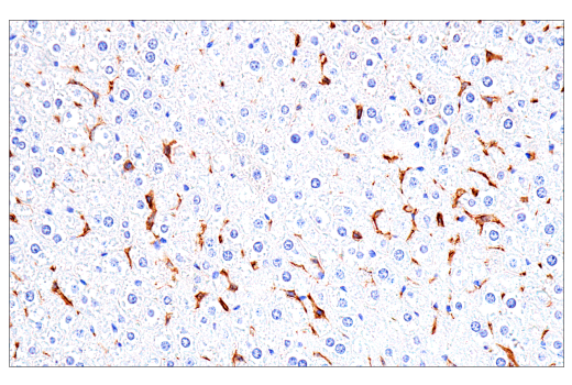 Immunohistochemistry Image 14: FcR gamma (E6Y1A) Rabbit Monoclonal Antibody
