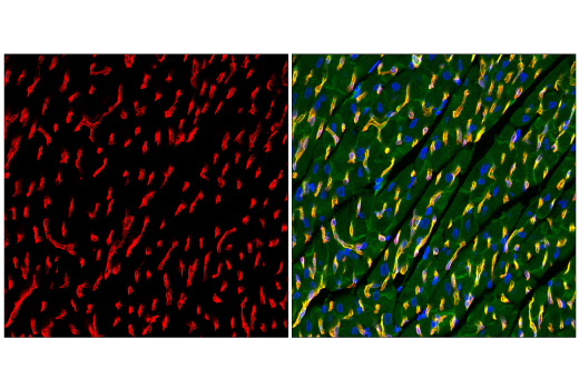 MOLページ Caveolin-1 (D46G3) XP® Rabbit mAb (Alexa Fluor® 647
