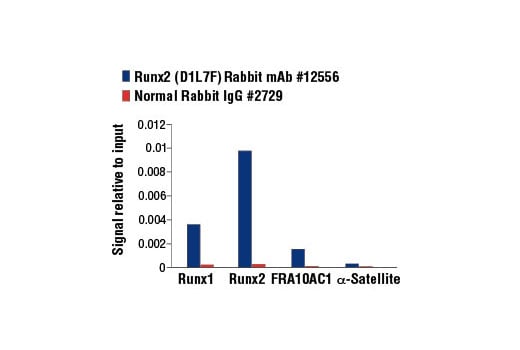 Chromatin Immunoprecipitation Image 3: RUNX2 (D1L7F) Rabbit Monoclonal Antibody
