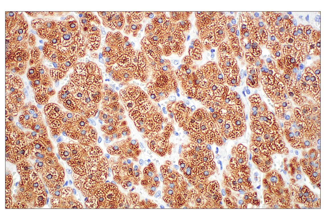 Immunohistochemistry Image 11: Perilipin-2 (E6G6M) Rabbit Monoclonal Antibody