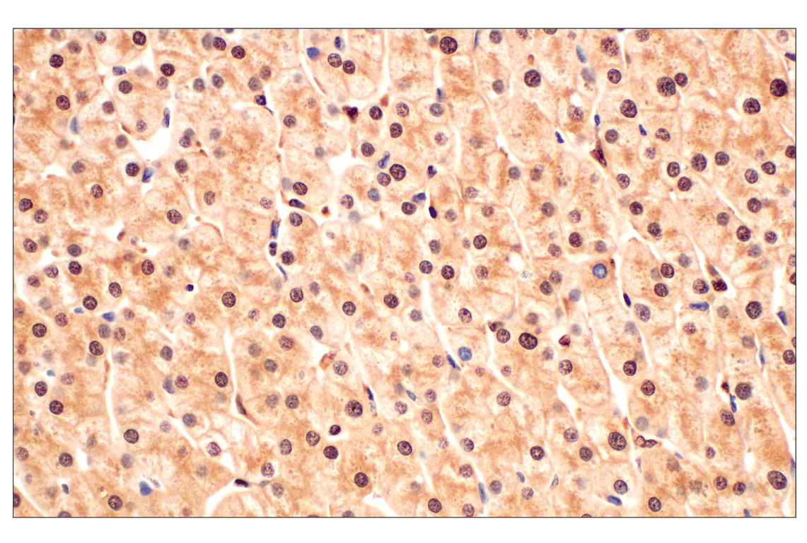 Immunohistochemistry Image 5: MTAP (E5R1I) Rabbit Monoclonal Antibody