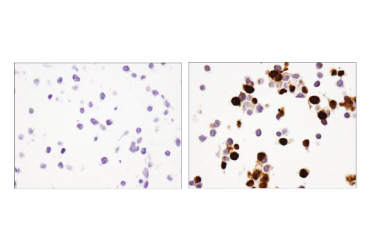 Immunohistochemistry Image 4: Cre Recombinase (D7L7L) Rabbit Monoclonal Antibody