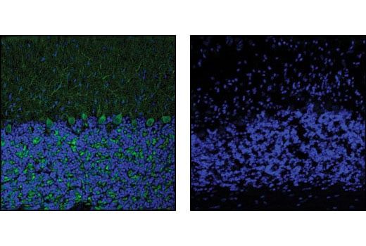 Immunofluorescence Image 1: p35/25 (C64B10) Rabbit Monoclonal Antibody (BSA and Azide Free)