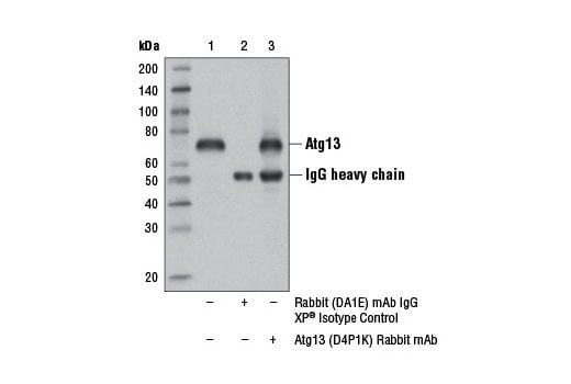 Immunoprecipitation Image 1: Atg13 (D4P1K) Rabbit Monoclonal Antibody