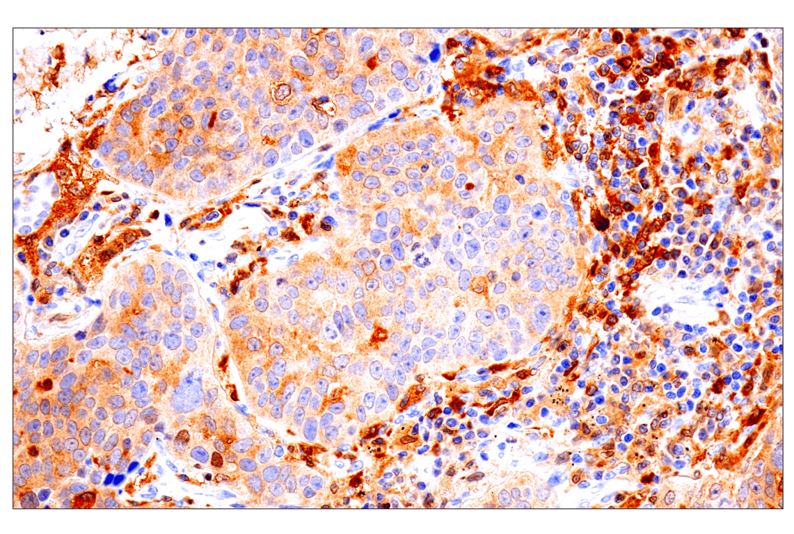 Immunohistochemistry Image 1: IRF-5 (E7F9W) Rabbit Monoclonal Antibody (BSA and Azide Free)