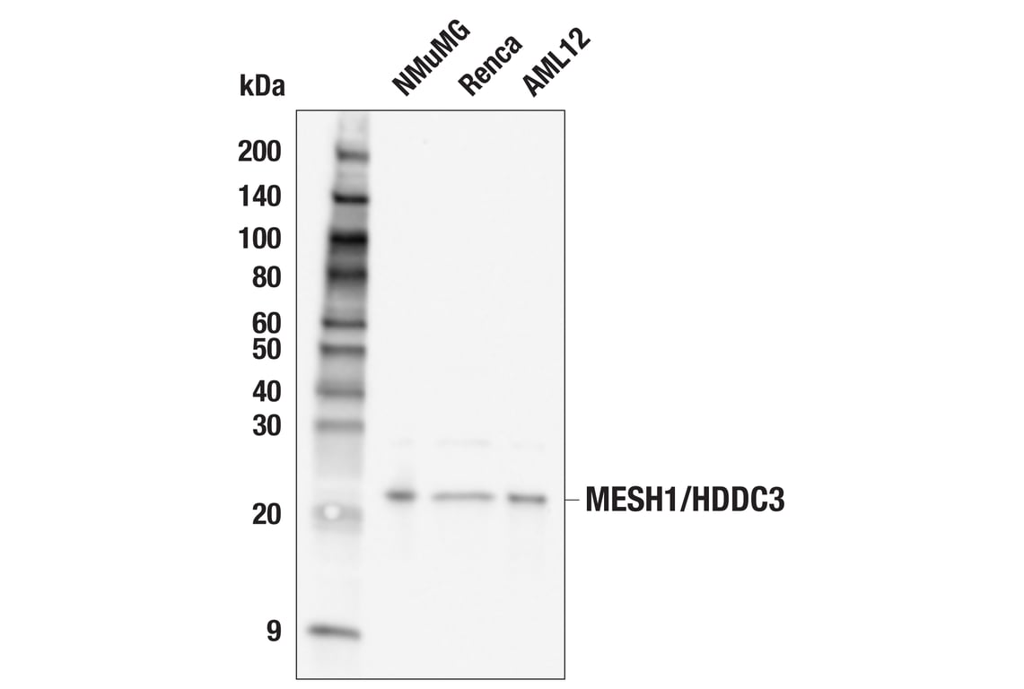 Western Blotting Image 2: MESH1/HDDC3 (E2U8P) Rabbit Monoclonal Antibody