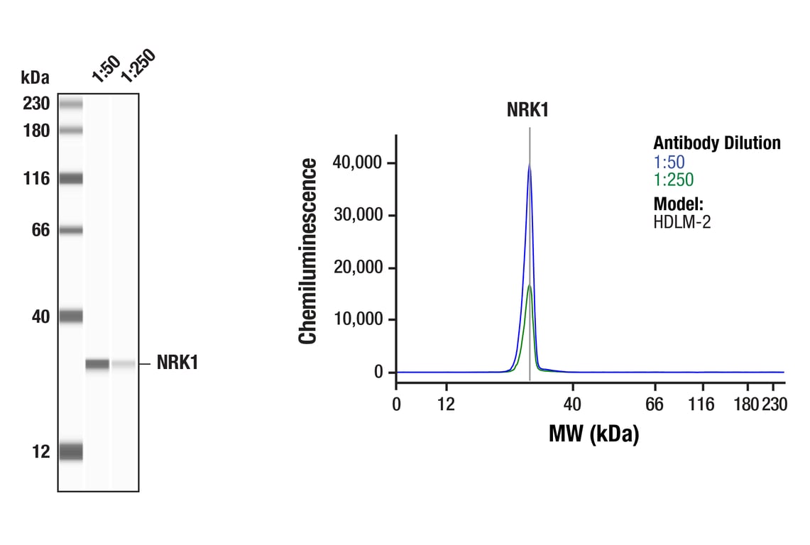 Western Blotting Image 1: NRK1 (F4F8L) Rabbit Monoclonal Antibody