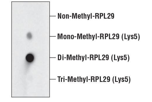 undefined Image 1: Di-Methyl-RPL29 (Lys5) (D8T9P) Rabbit Monoclonal Antibody