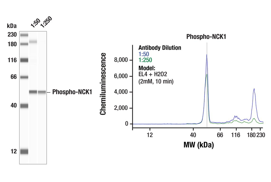 Western Blotting Image 1: Phospho-NCK1 (Ser85) (F8P1Y) Rabbit Monoclonal Antibody