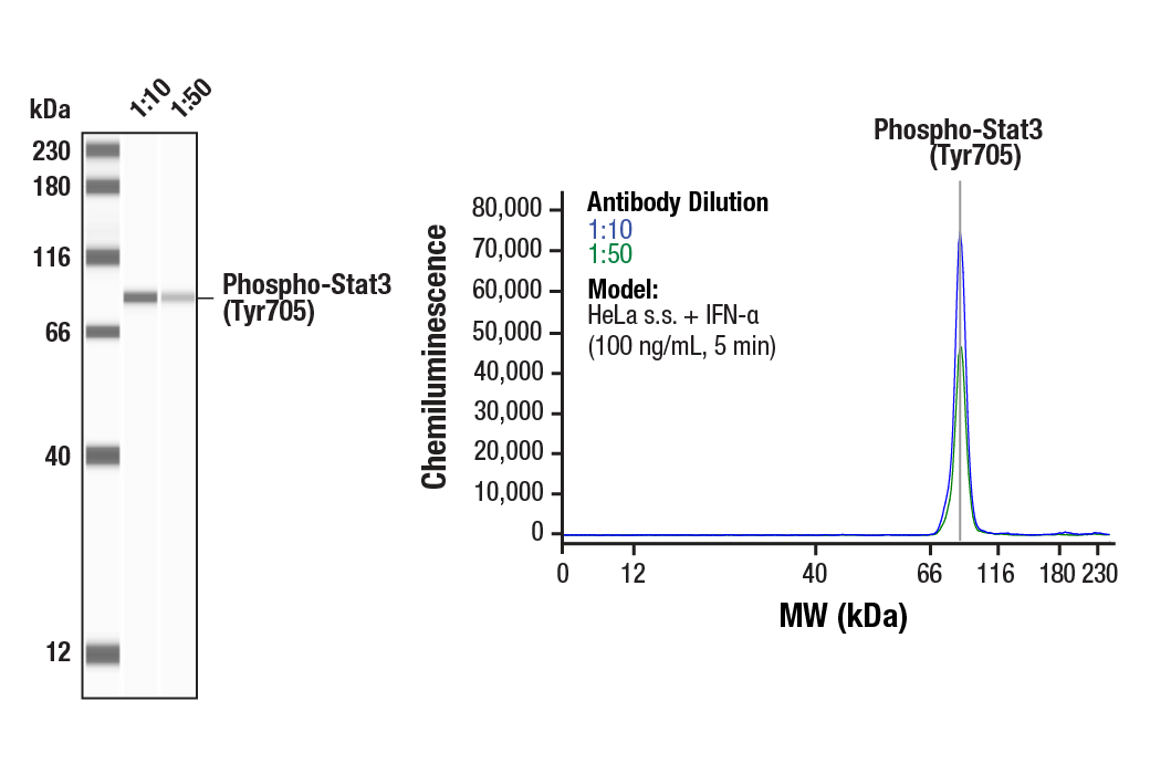 Western Blotting Image 1: Phospho-Stat3 (Tyr705) Antibody