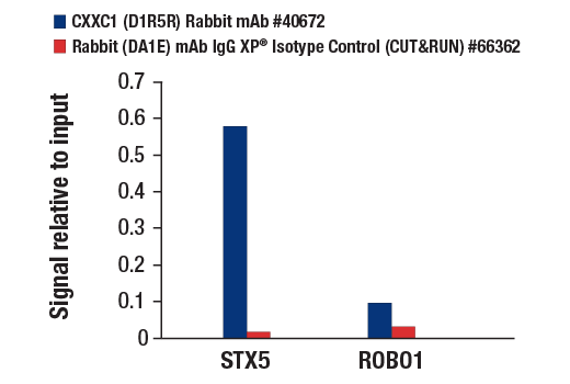 CUT & RUN Image 3: CXXC1 (D1R5R) Rabbit Monoclonal Antibody