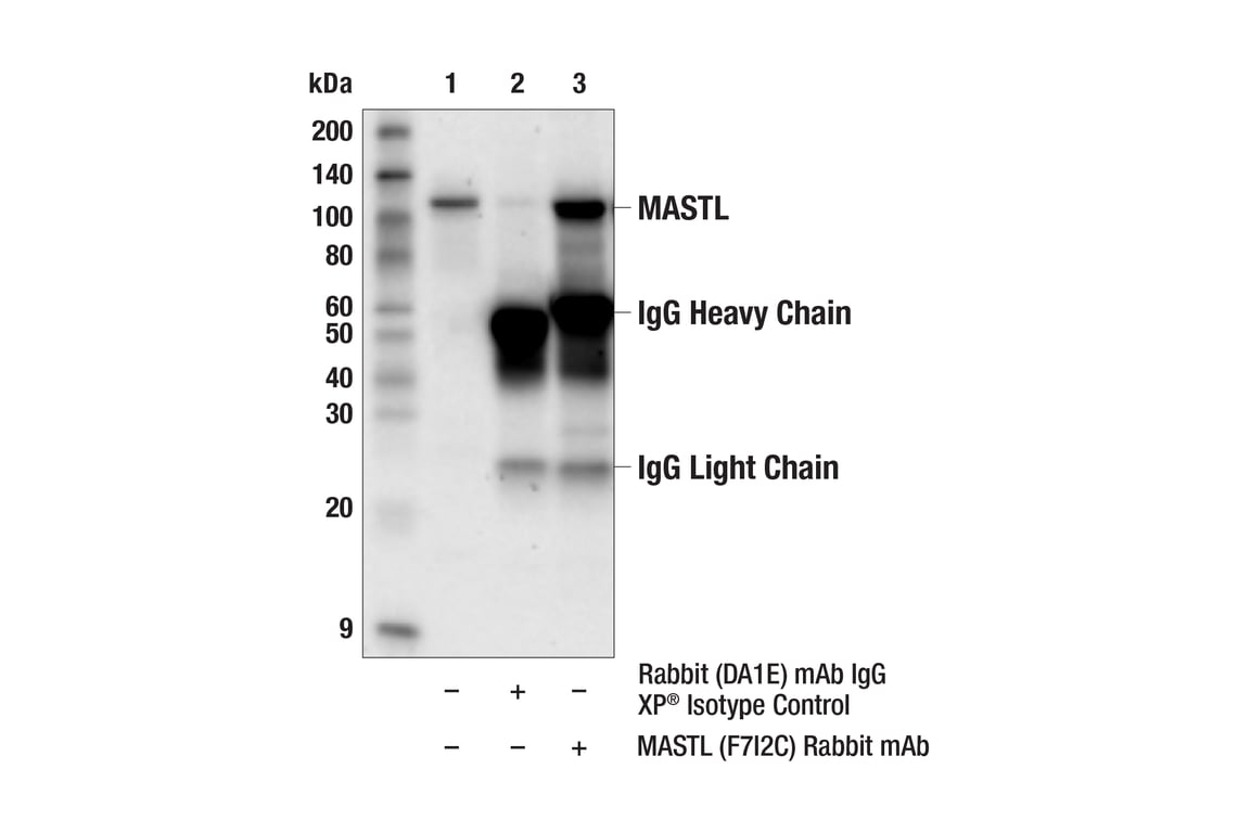 Immunoprecipitation Image 1: MASTL (F7I2C) Rabbit Monoclonal Antibody