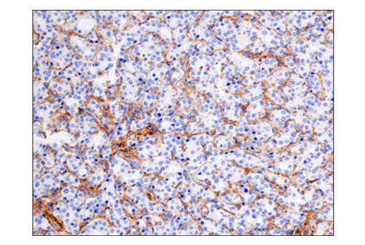 Immunohistochemistry Image 1: SIRP alpha/SHPS1 (D6I3M) Rabbit Monoclonal Antibody