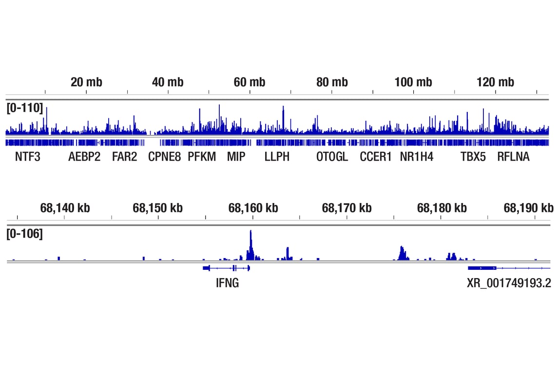 CUT & Tag Image 2: T-bet/TBX21 (D6N8B) Rabbit Monoclonal Antibody