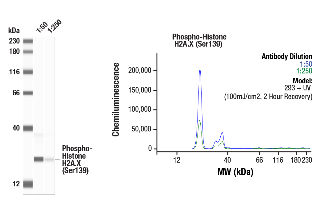 Western Blotting Image 1: Phospho-Histone H2A.X (Ser139) Antibody