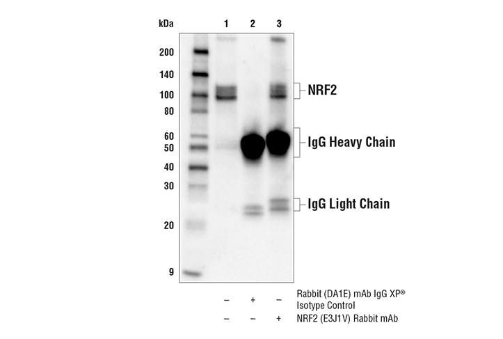 Immunoprecipitation Image 1: NRF2 (E3J1V) Rabbit Monoclonal Antibody