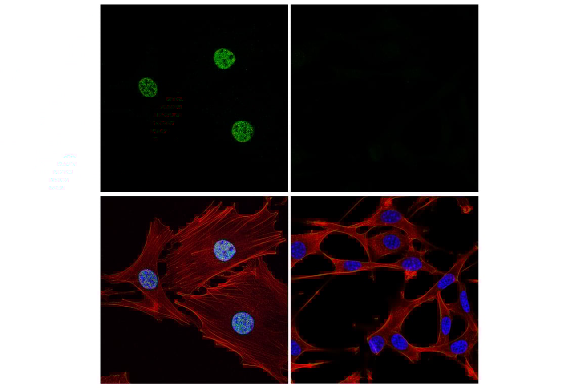 Immunofluorescence Image 1: p300 (E6D1T) Rabbit Monoclonal Antibody (BSA and Azide Free)