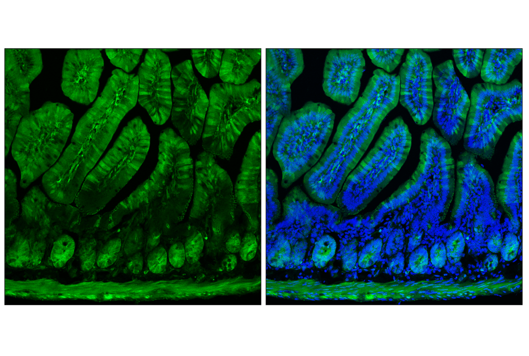 mie.maple-aptinomeまとめ Histone H4 lysine 20 mono-methylation directly facilitates