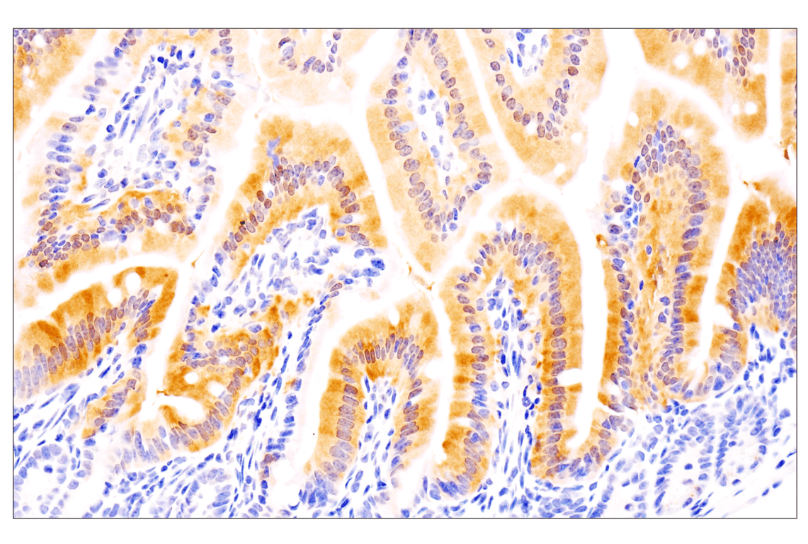 Immunohistochemistry Image 3: IL-18 (E8P5O) Rabbit Monoclonal Antibody