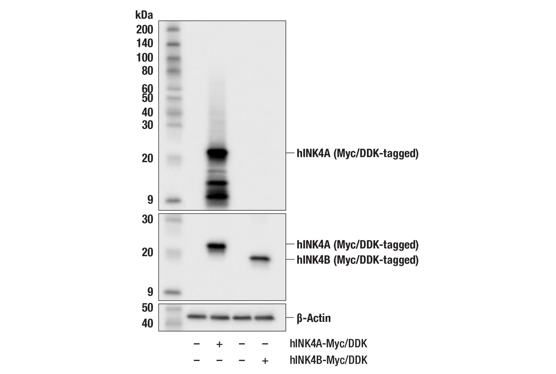 Western Blotting Image 2: p16 INK4A (F9T1L) Rabbit Monoclonal Antibody