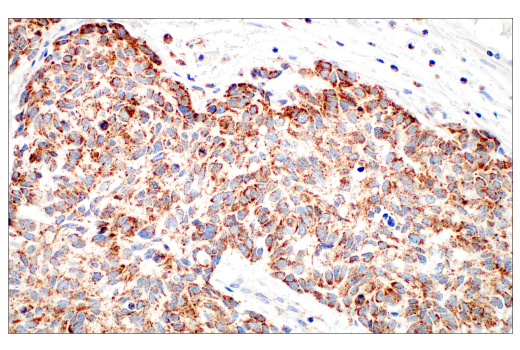 Immunohistochemistry Image 7: TFAM (D5C8) Rabbit Monoclonal Antibody