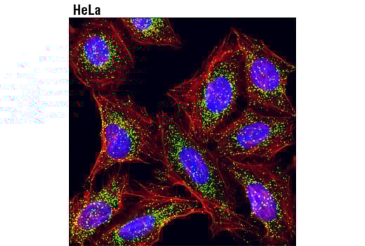 Immunofluorescence Image 1: Catalase (D4P7B) Rabbit Monoclonal Antibody