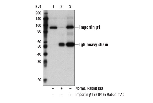 Immunoprecipitation Image 1: Importin beta1 (E1F1E) Rabbit Monoclonal Antibody