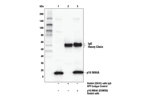 Immunoprecipitation Image 1: p16 INK4A (D3W8G) Rabbit Monoclonal Antibody