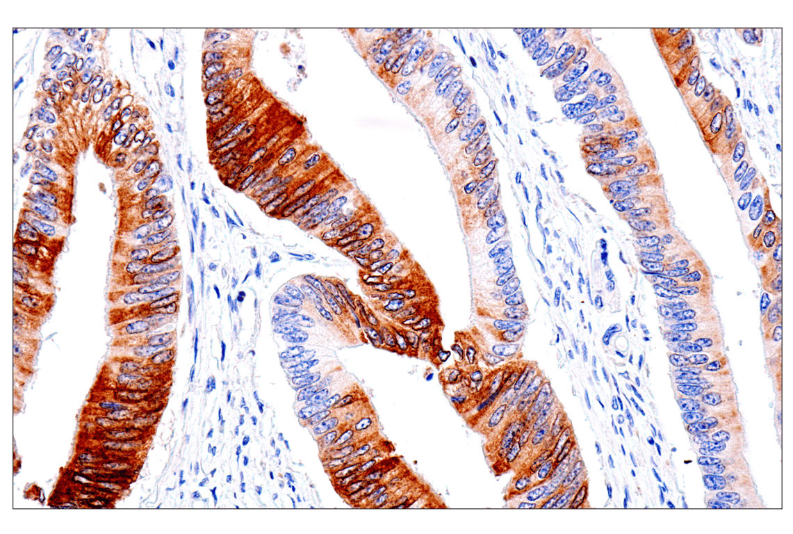 Immunohistochemistry Image 4: ENTPD5 (E5U3V) Rabbit Monoclonal Antibody