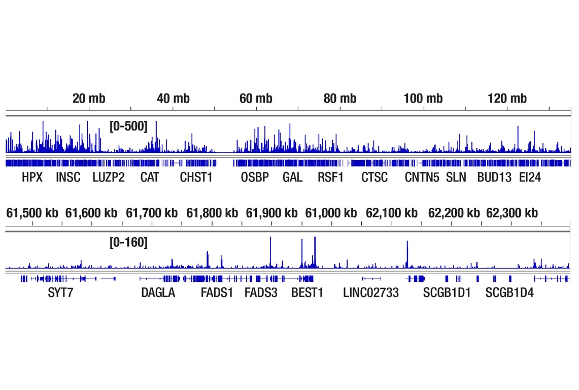 CUT & Tag Image 2: MITF (D3B4T) Rabbit Monoclonal Antibody