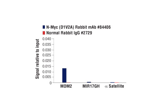 Chromatin Immunoprecipitation Image 3: N-Myc (D1V2A) Rabbit Monoclonal Antibody